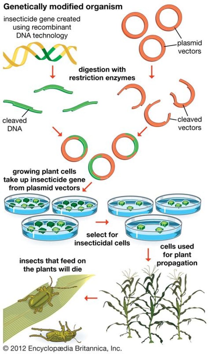 Should we genetically modify organisms?