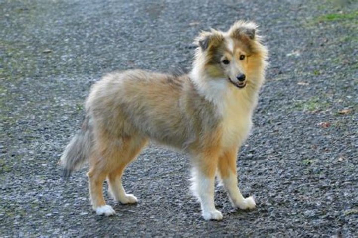 Should you shave a Sheltie in the summer?