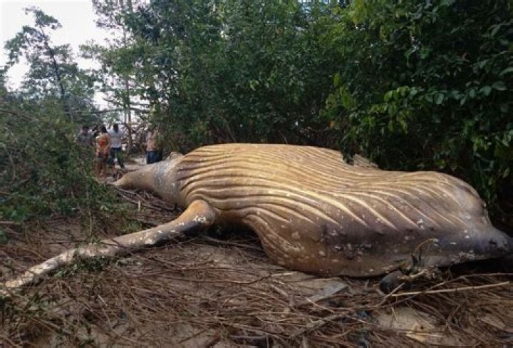Was a whale found in the Amazon rainforest?