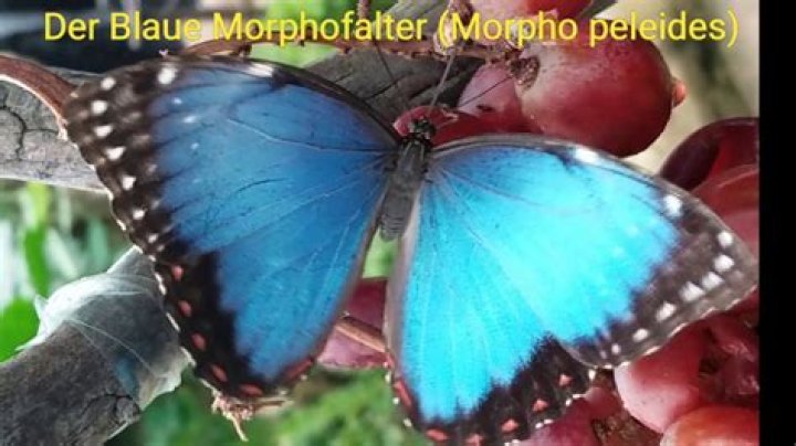 Was bedeutet der blaue Schmetterling?