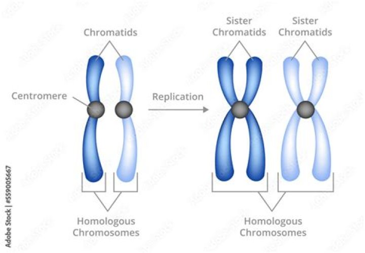 Was ist ein 2 Chromatid Chromosom?