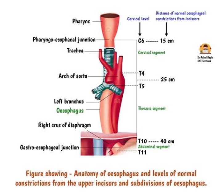 Was ist ein oesophagus?