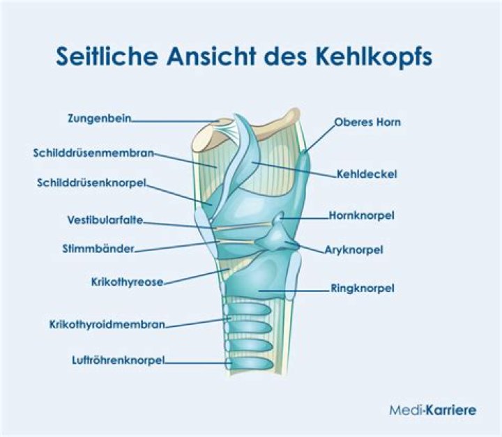 Was machen die Knorpelspangen?
