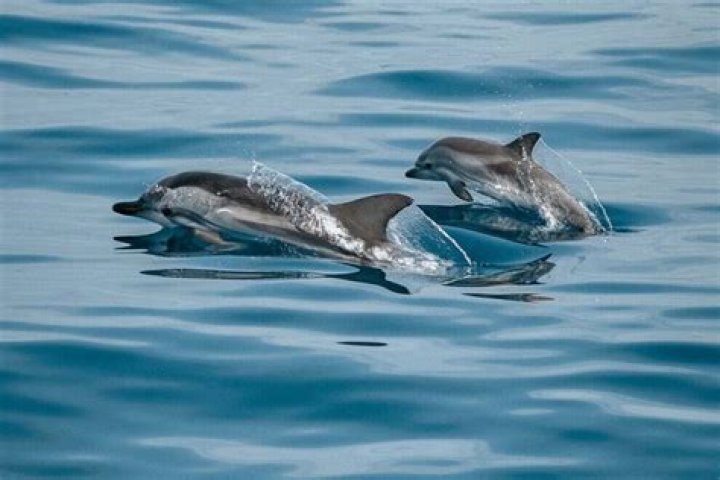 Was sind die Besonderheiten des Delfins?