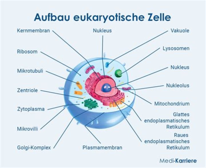 Was versteht man unter der Zelle?