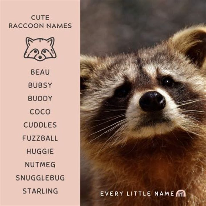 What's a cute raccoon name?