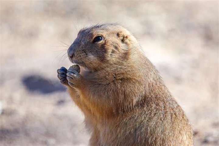 What's another name for a prairie dog?