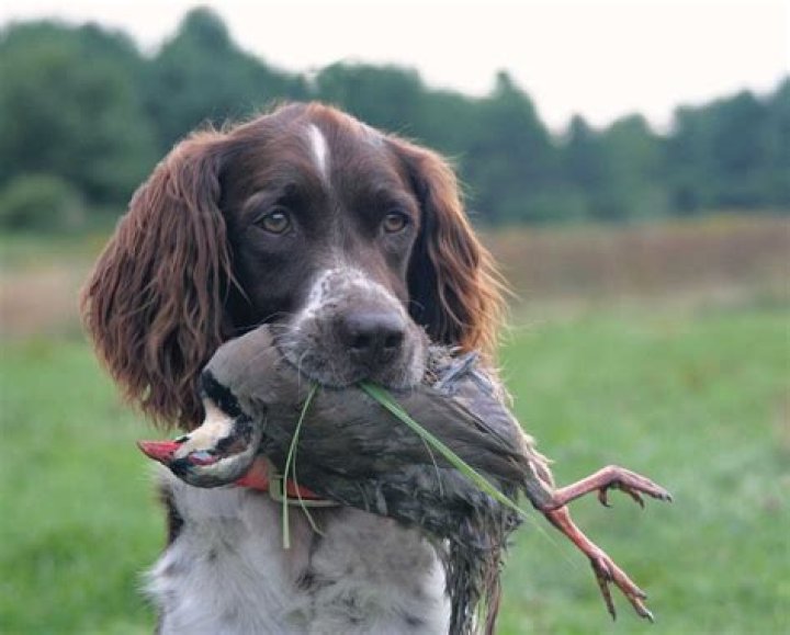 What's another word for pheasant?