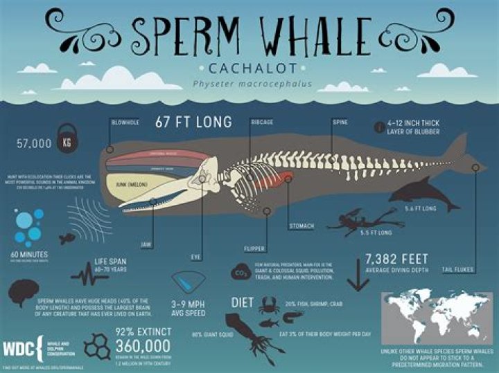 What's another word for sperm whale?