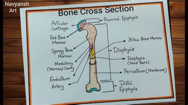 What's cross section?