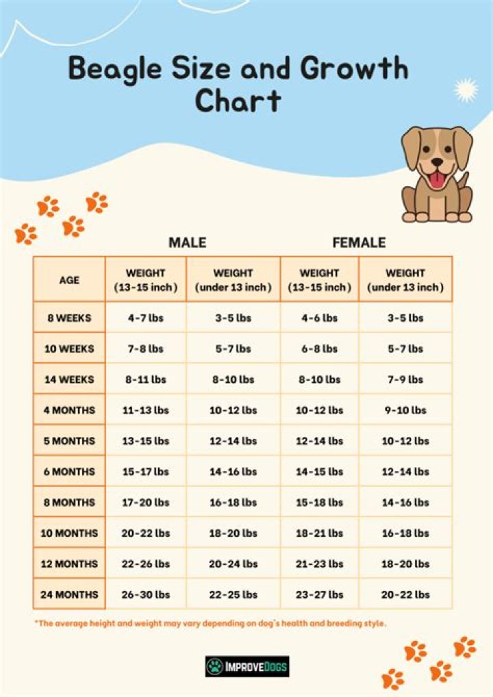 What's the average weight for a beagle?