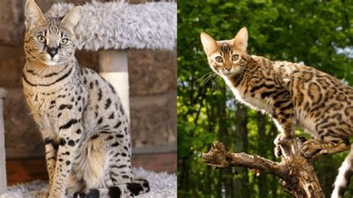What's the difference between a Bengal and a Savannah cat?
