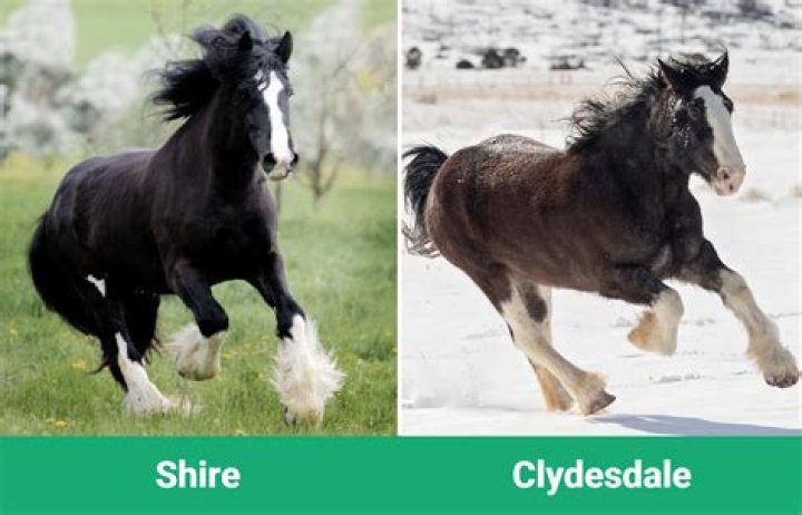 What's the difference between a shire and a Clydesdale?