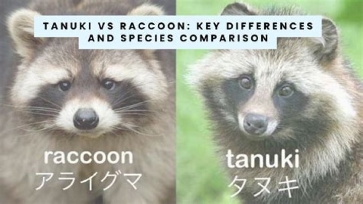 What's the difference between Tanuki and raccoon?