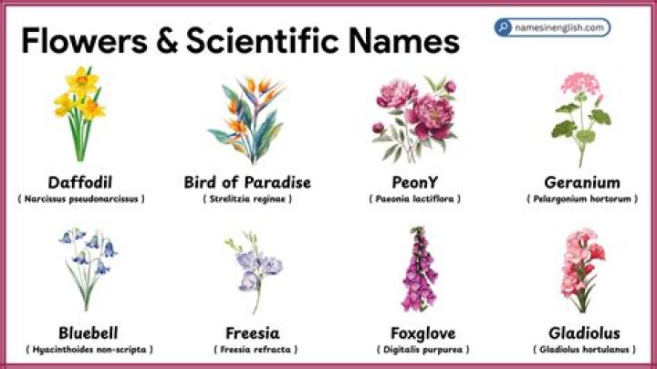 What's the scientific name for flower?