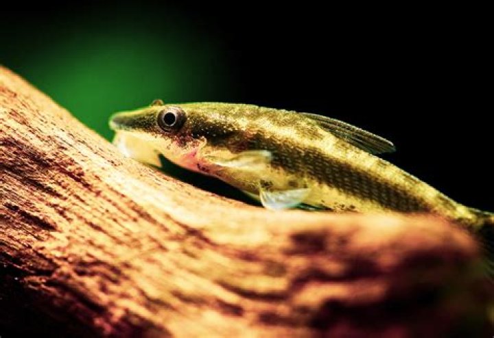 What's the smallest algae eater?