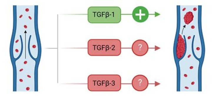 What 3 factors contribute to venous thrombus formation?