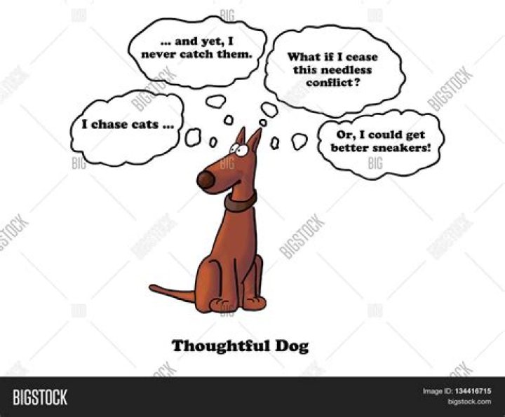 What a dog thinks when you leave?