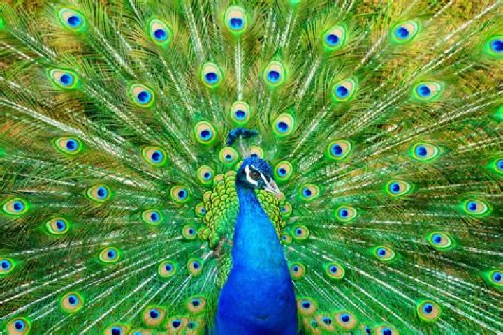 What a peacock looks like?