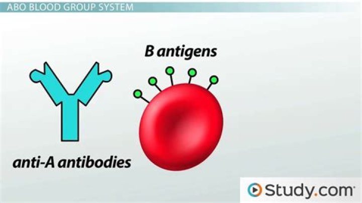 What ABO antibodies are present in the plasma?