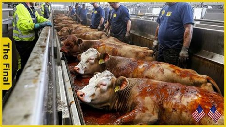 What age are cows killed for meat?