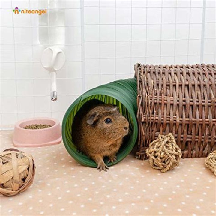 What age do guinea pigs balls drop?