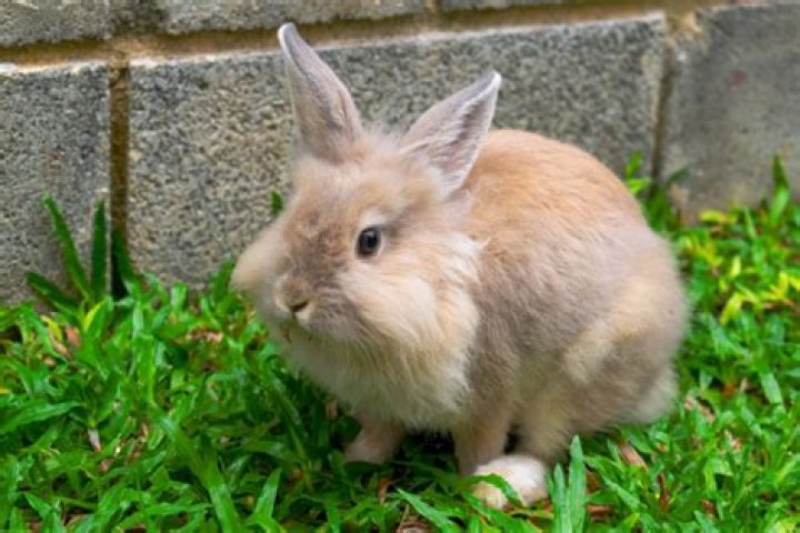 What age is a Lionhead rabbit an adult?