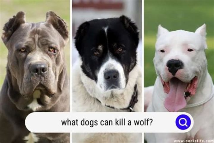 What animal can kill a dog?
