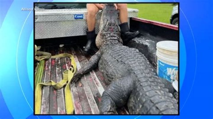 What animal can kill a gator?