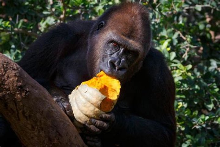 What animal does a gorilla eat?
