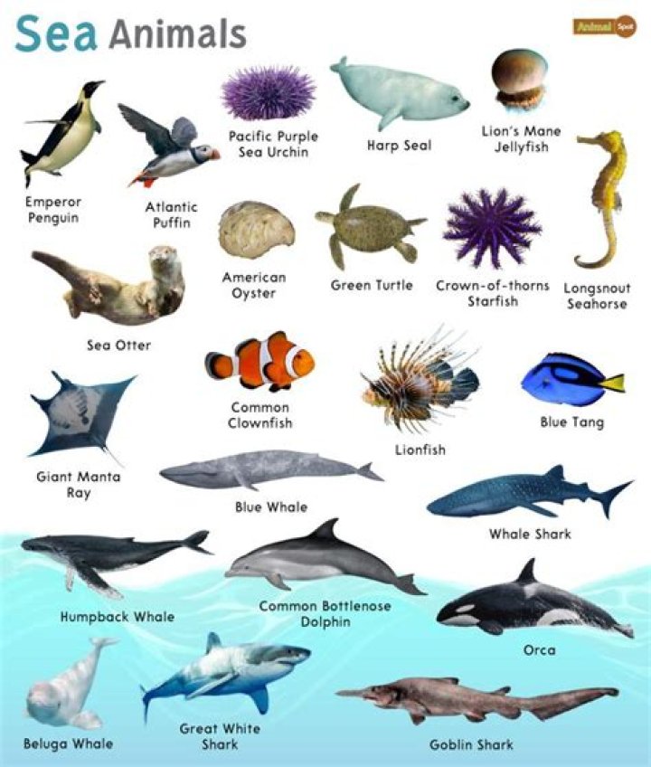 What animal is transparent?