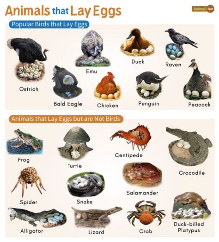 What animal lays orange eggs in Florida?