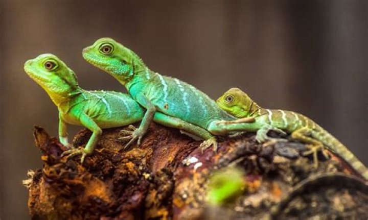 What animal looks like lizard?