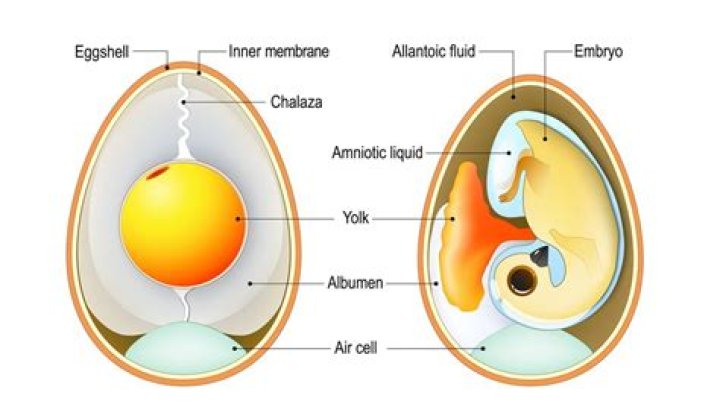 What animal made the first amniotic egg?