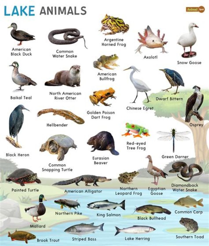 What animals are in Lake Elsinore?
