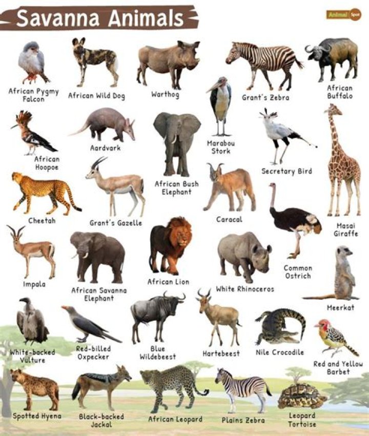 What animals are naturally curious?