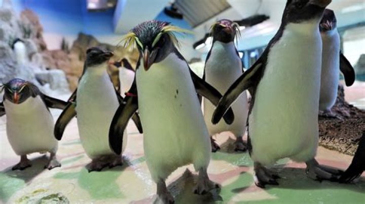 What animals does the Shedd Aquarium have?