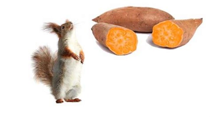 What animals eat sweet potatoes?