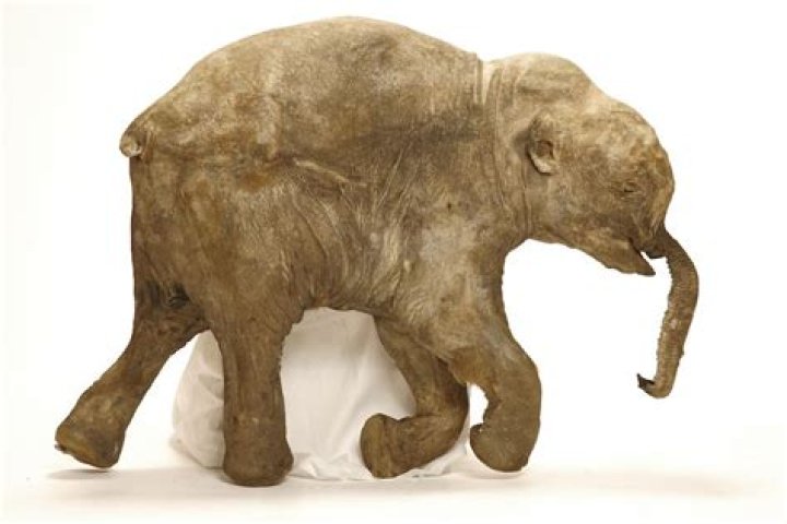 What animals have been preserved in ice?