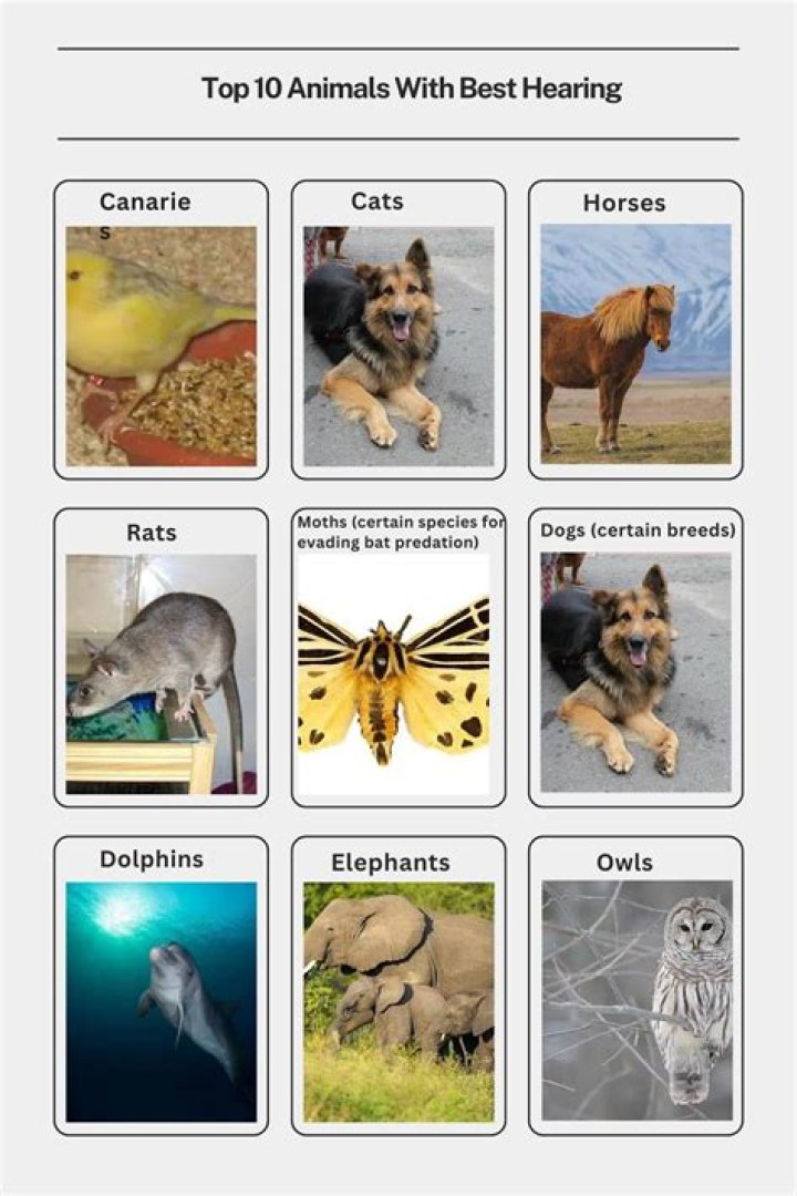 What animals have good hearing?