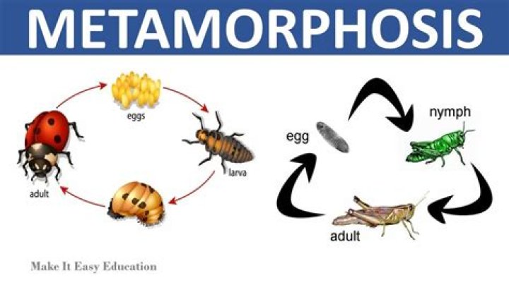 What animals have incomplete metamorphosis?