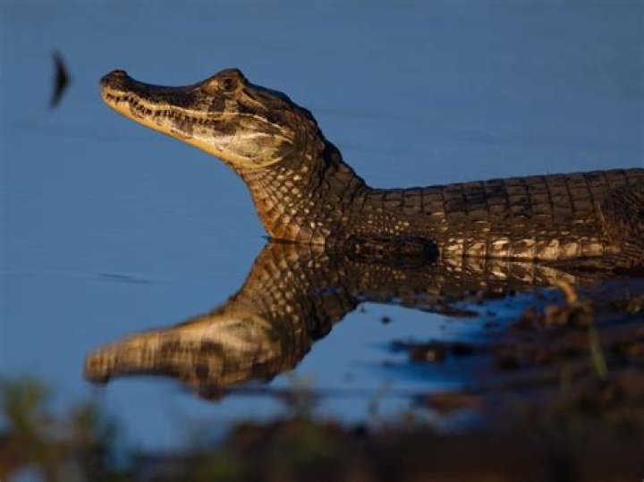 What animals live in the Pantanal?
