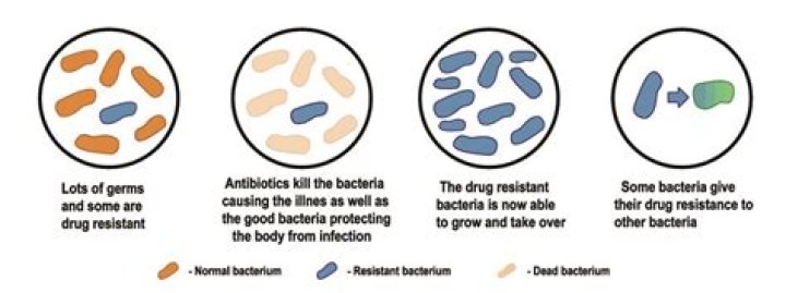 What antibiotics is Bacillus subtilis resistant to?