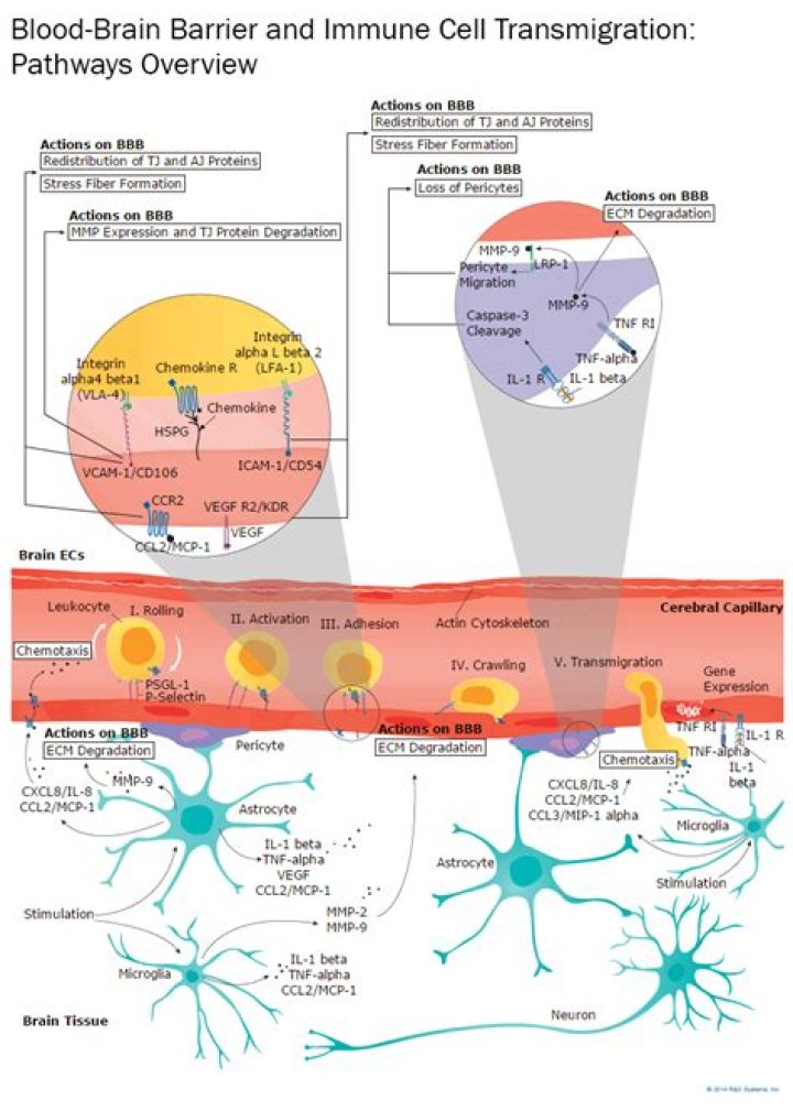What antioxidants can cross the blood brain barrier?