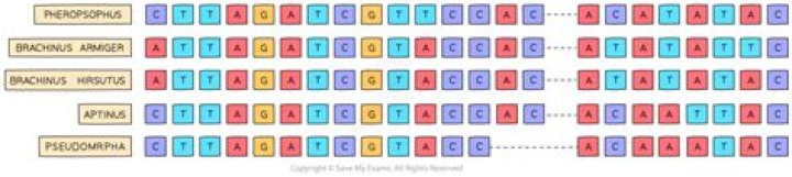 What applies to DNA base sequences?