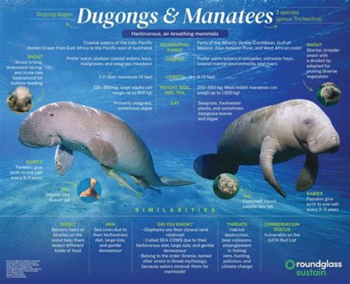 What aquariums have manatees?
