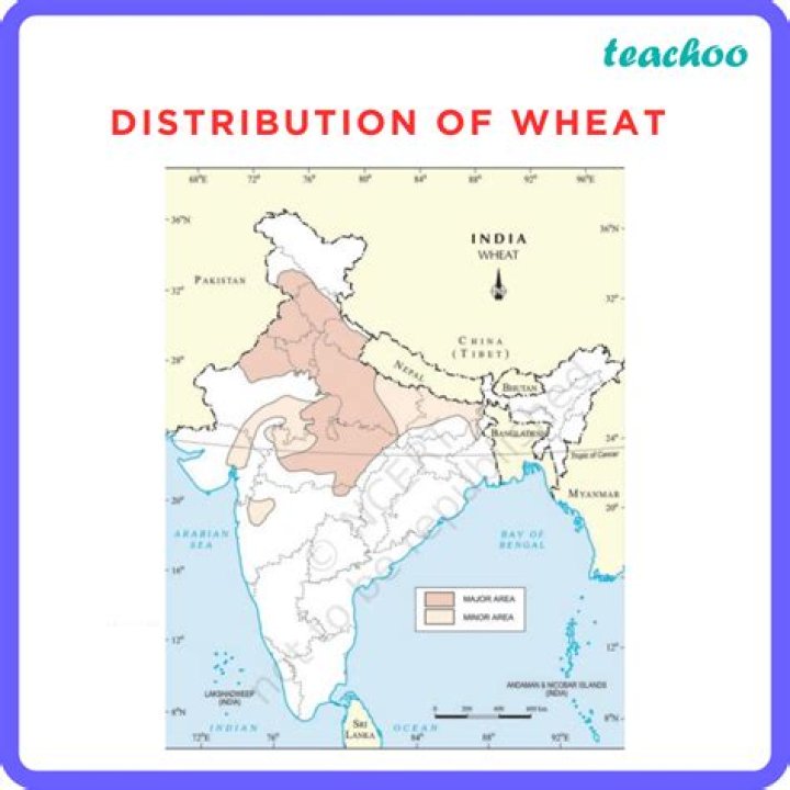 What are 2 wheat products?