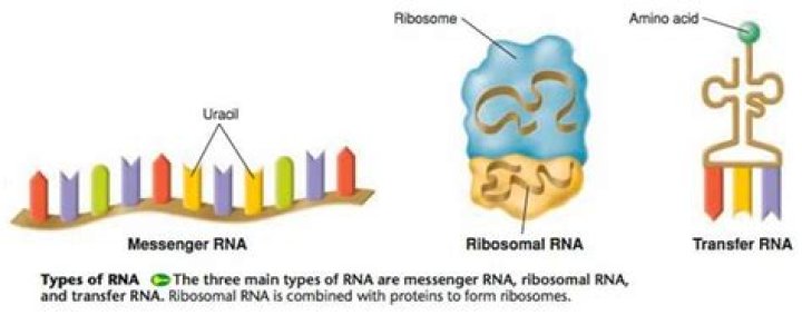 What are 3 mRNA bases called?