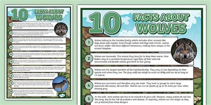 What are 5 facts about wolves?