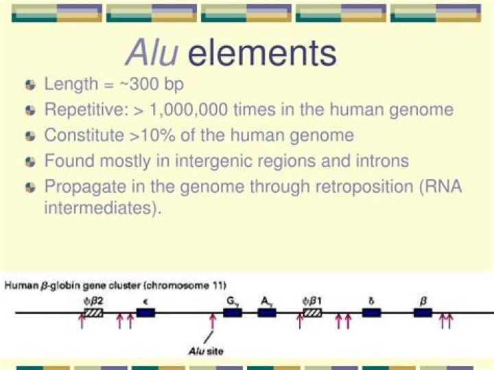 What are Alu elements in the human genome?